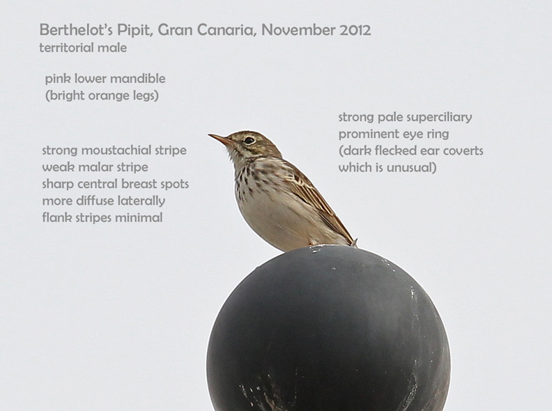 Singing on a street lamp IMG_2038 800 BePi GC.jpg